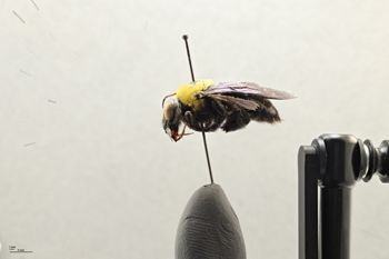 Media type: image;   Entomology 810842 Aspect: habitus lateral view